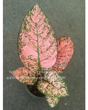 AGLAONEMA " King of Coin "