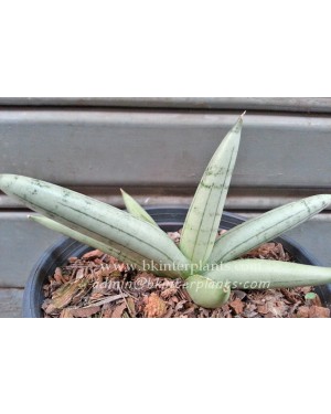 Sansevieria " Silver Bolls "