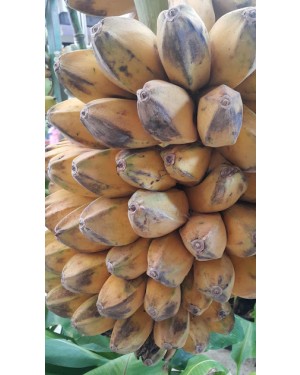 Musa " KLUAI Hin " Or Saba Banana