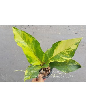 Anthurium 9 Fortune Yellow Variegated