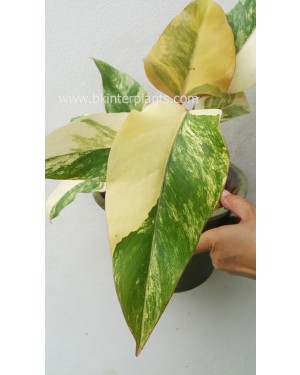 Philodendron Strawberrry Shake Variegated 