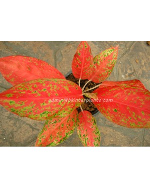 AGLAONEMA Billions of gold 