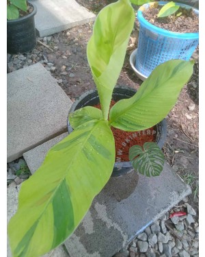 Musa ‘Sapientum Linn. 'Kluai Khai'’ Variegated