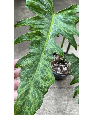 Philodendron Minarum Lime Fiddle Variegated (Dragon Trail)