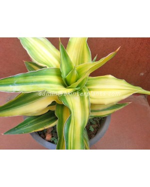 Sansevieria " Aborance Yellow Vareigated "