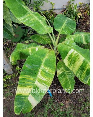 Musa Banana Cavendish Variegated  