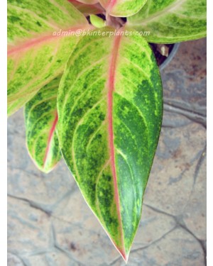 AGLAONEMA " Sweet Lemon "