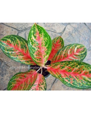 AGLAONEMA " Star Plus "