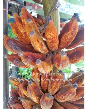 Musa Banana " Black Nam Wa "