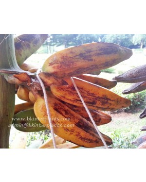 Musa Banana " Phama Kak Kuk "