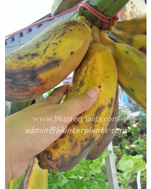 Musa Banana " Kluai Teparod "