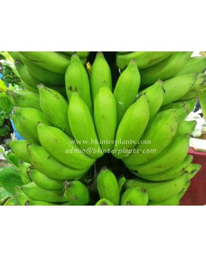Musa Banana " Sao Kratuep Ho "