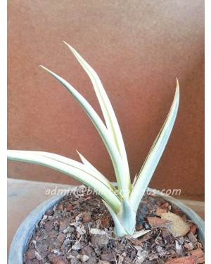 Sansevieria " Super Star "