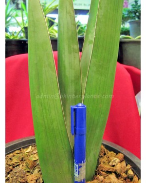 Sansevieria " Lav.24977 "
