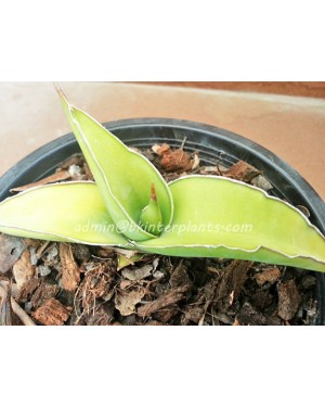 Sansevieria " Rorinda Yellow Variegated "