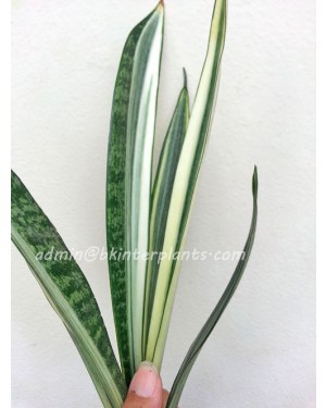 Sansevieria Bantel Sensation or White Snake