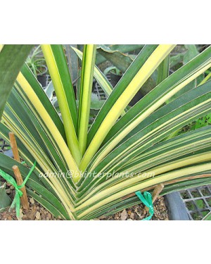 Sansevieria " Katana Yellow Vareigated "