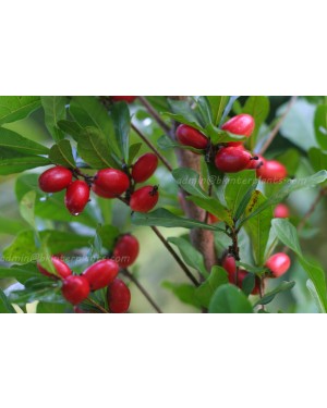 3 Plants Miracle Fruit