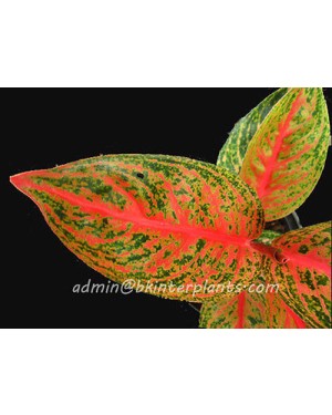AGLAONEMA " Viduly "