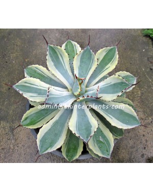 Agave " Potatorum Blue Variegated "