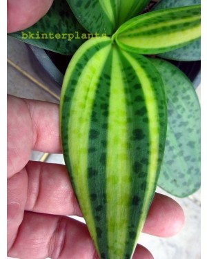 Liliaceae Variegated