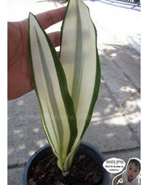 Sansevieria " Beauty Queen "