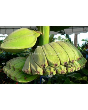 Musa Banana " Thepanom "