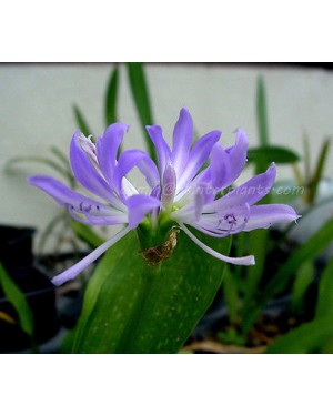 1 Bulb Draft Griffinia liboniana Violet Flower