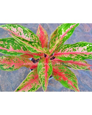 AGLAONEMA " Rich Rich "
