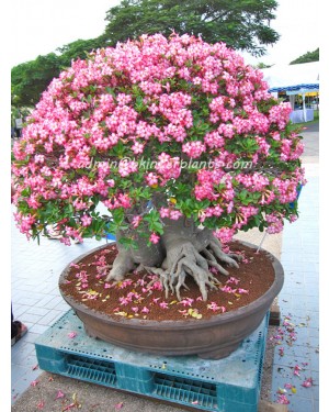Adenium " Queen of Flower " 