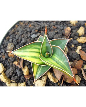 Sansevieria " 23251 Yollow Vareigated "