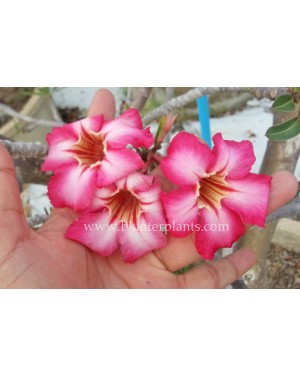 Adenium " Pink Lucky " 