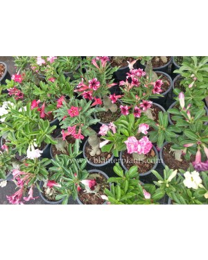 1000 Seeds " Adenium Mixed Seeds "