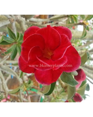 Adenium " First Love " 