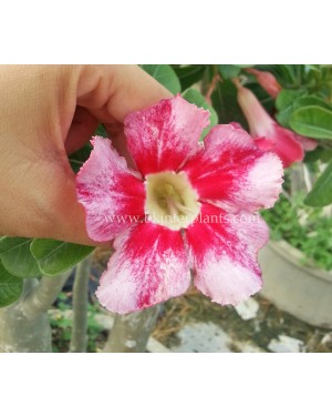 Adenium " Mahawong " 