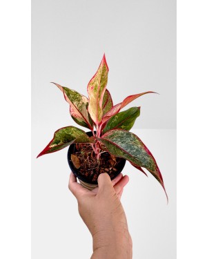 Aglaonema Siam Aurora Variegated