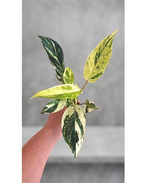 Emeral Queen Marble Aurea Philodendron 