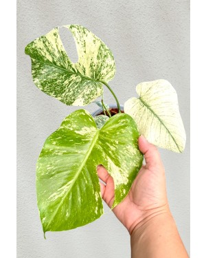 Monstera Deliciosa Silver Star Variegated
