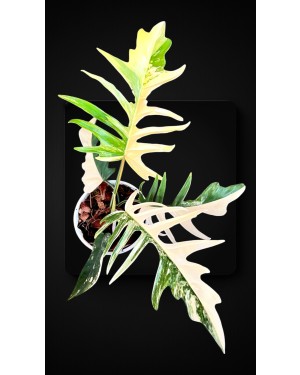 Philodendron Florida Beauty X Tortum Variegated size L