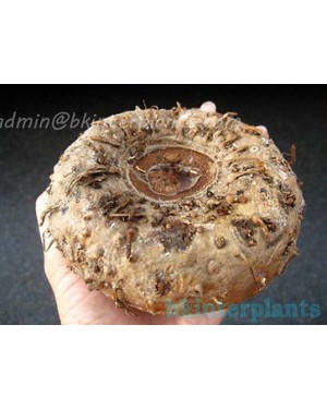 10 Seeds " Amorphophallus "