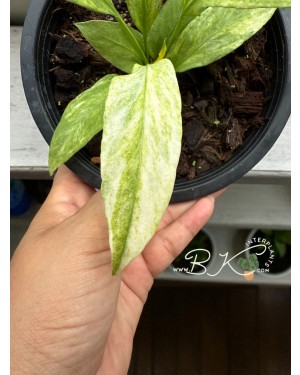 Elegant White Variegation on Strap Leaves