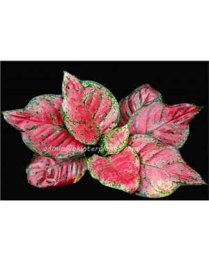 AGLAONEMA " Anyamanee "