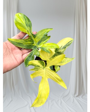 Philodendron Pedatum Aurea variegated