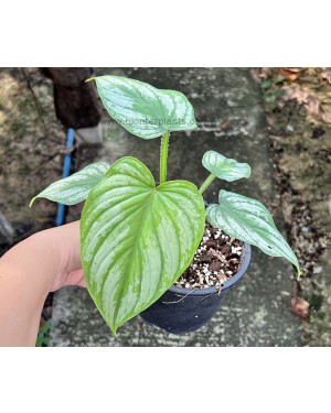 Philodendron Silver Cloud Mamei 