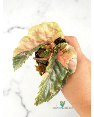 Begonia Ginny Galaxy Variegated – Side View Showing Galaxy Variegation