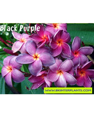 Plumeria " Black Purple " 
