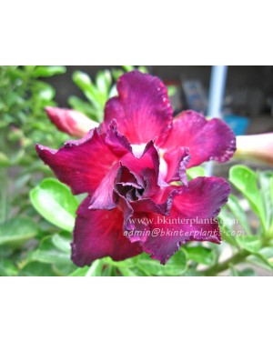 Adenium " Black Purple " 