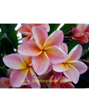 Plumeria " Boon Yen "