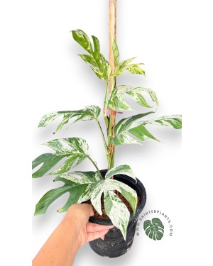 Epipremnum Pinnatum Marble Variegated Size L