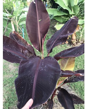 Musa ‘Super Black’ Black variegated